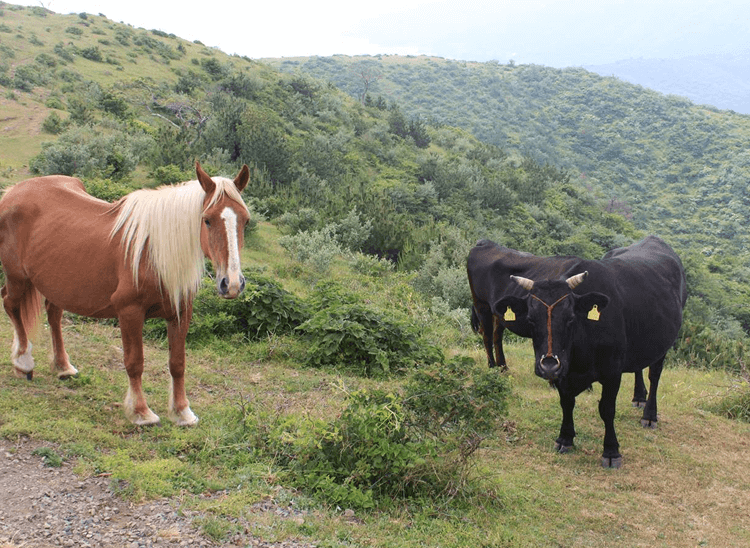 西ノ島町の放牧