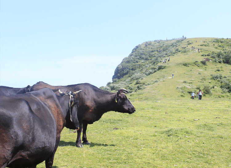 西ノ島町の放牧ドライブ
